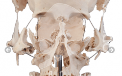 Skeletons and Skulls