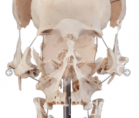 Skeletons and Skulls