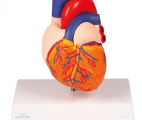 Anatomical Models